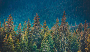 Pine tree forest in the mountains